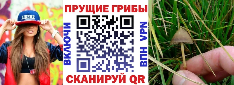 Галлюциногенные грибы Magic Shrooms  Купить  Старая Русса 